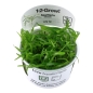 Preview: Sagittaria subulata - Flutendes Pfeilkraut 1-2-Grow!